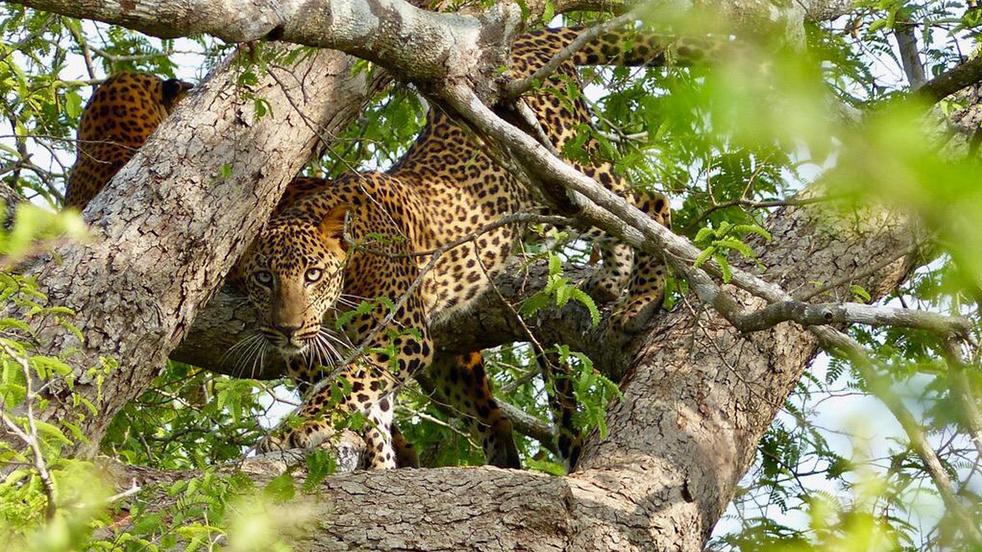 Leopard in unberührter Natur